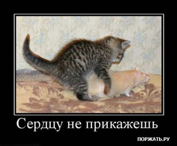 Нецензурные демотиваторы
