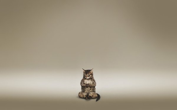 Коты Минимализм