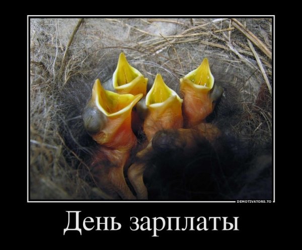 День зарплаты прикол