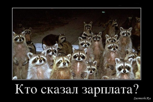 Енот демотиватор