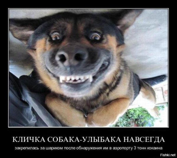 Собака-улыбака демотиватор