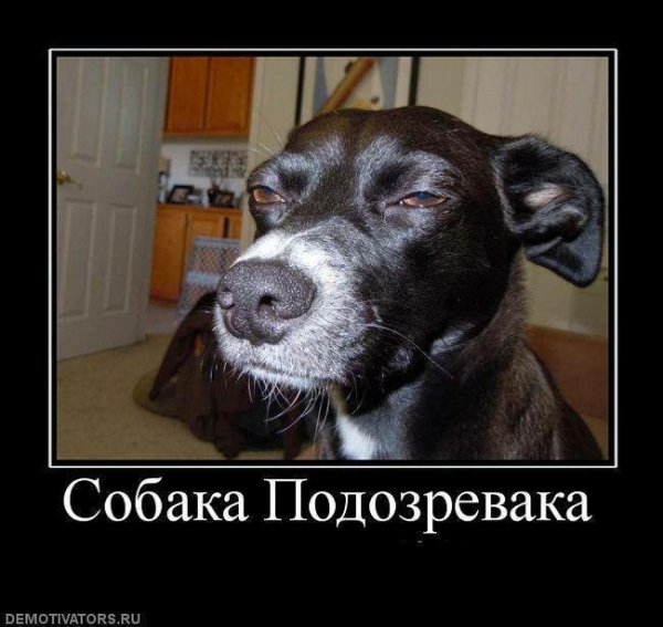 Собака улыбака