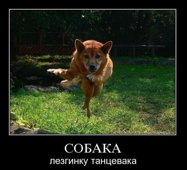 Кошка объебошка и собака улыбака