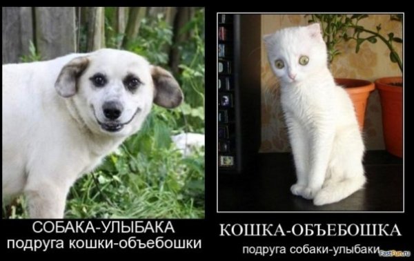 Собака улыбака прикол