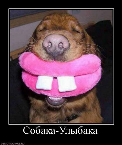 Собака демотиватор