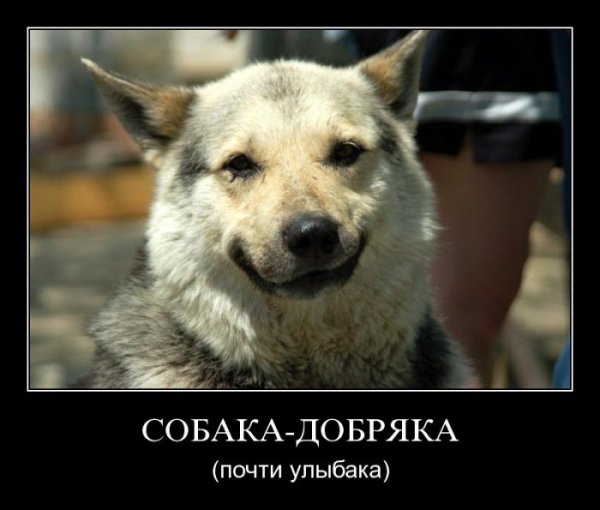Собака демотиватор