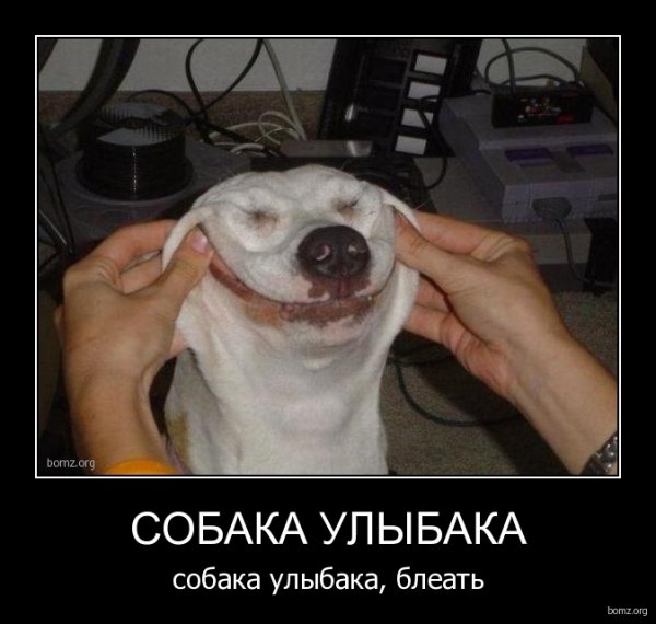 Собака демотиватор
