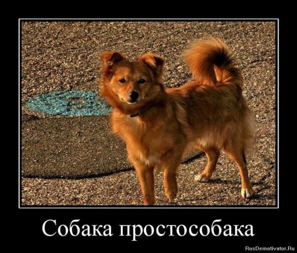 Собаки улыбаки демотиваторы