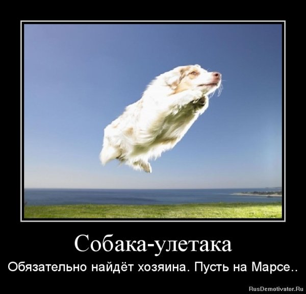 Собака охуевака