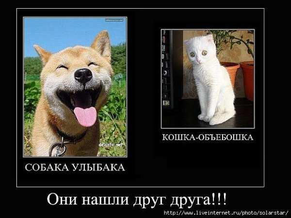 Собаки улыбаки демотиваторы