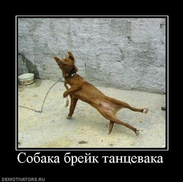 Шпиц демотиватор
