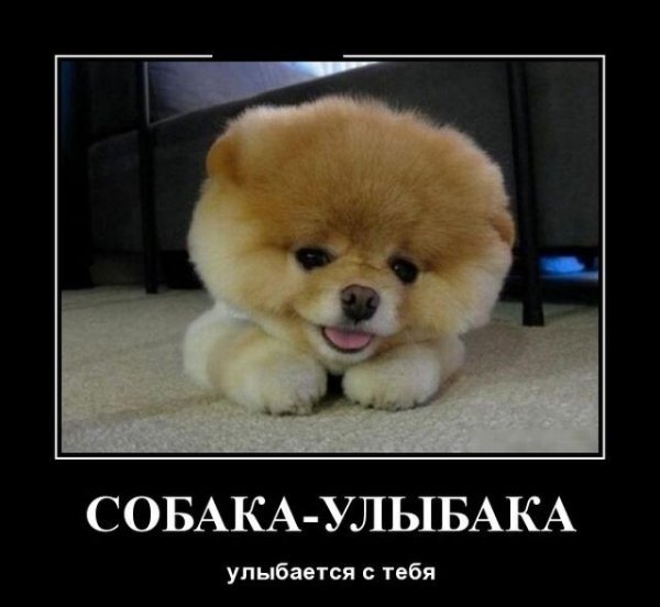Собака демотиватор