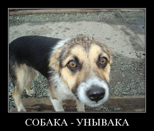 Кошка объебошка