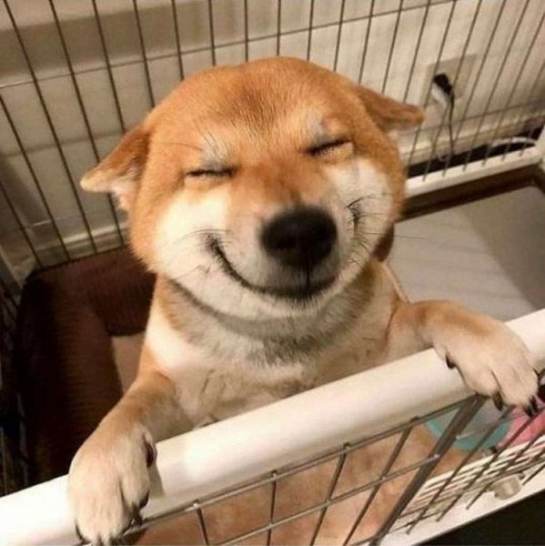 Собака умирака