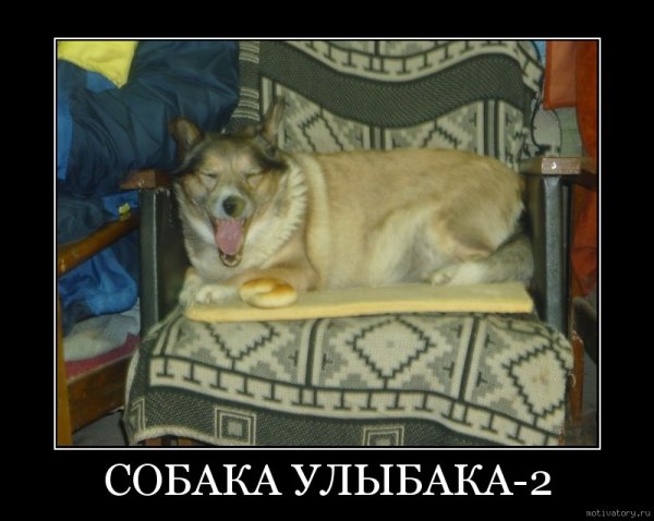 Собаки коты демотиватор