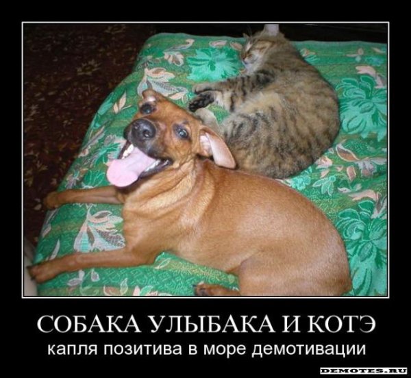 Собака-улыбака демотиватор