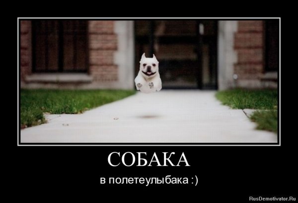 Собаки улыбаки демотиваторы