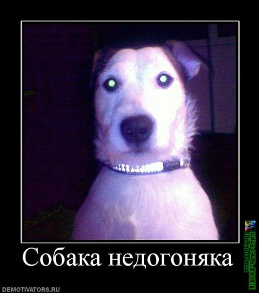 Собака демотиватор