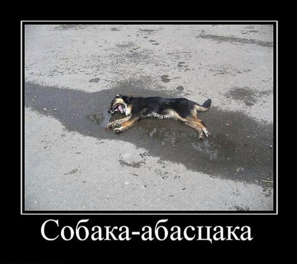 Собака умирака