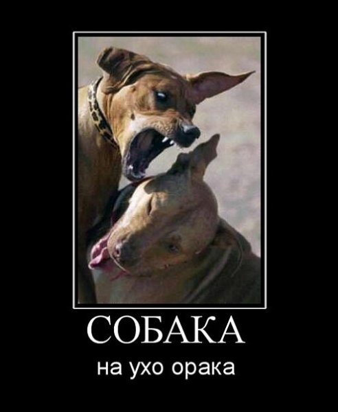 Собака-улыбака демотиватор
