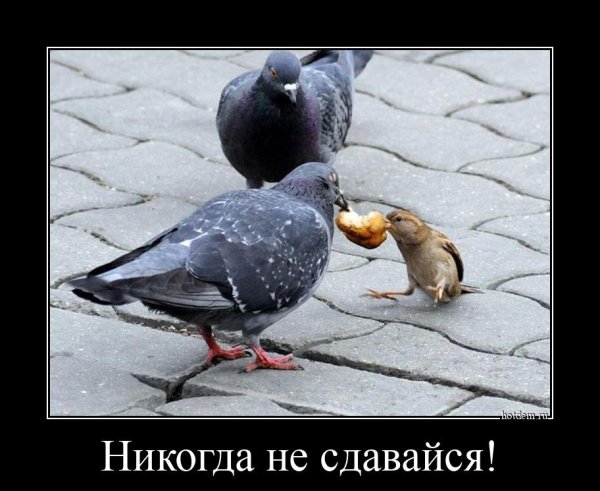 Демотиватор птицы