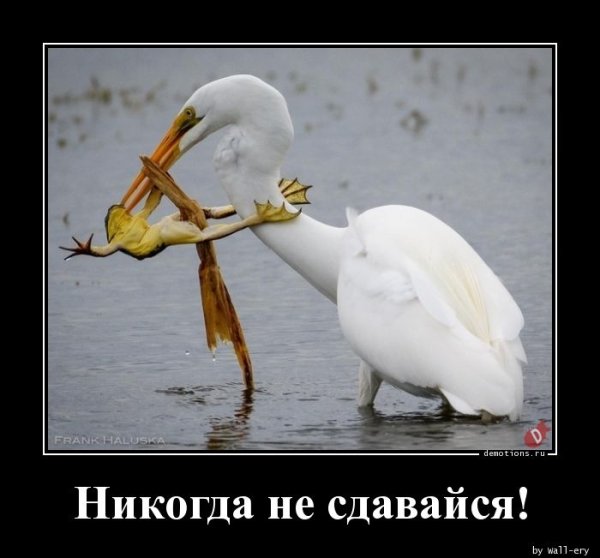 Никогда не сдавайся!