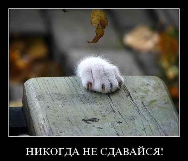 Демотиваторы держись