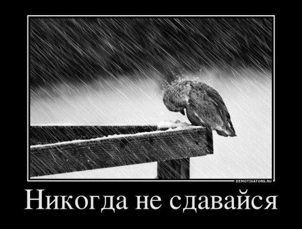 Демотиваторы не сдавайся