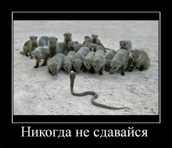 Нечего терять демотиватор