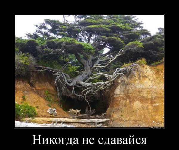 Никогда не сдавайся!