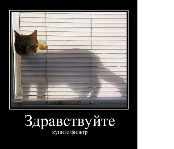 Три котенка да папа
