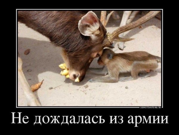 Демотиваторы дождалась из армии