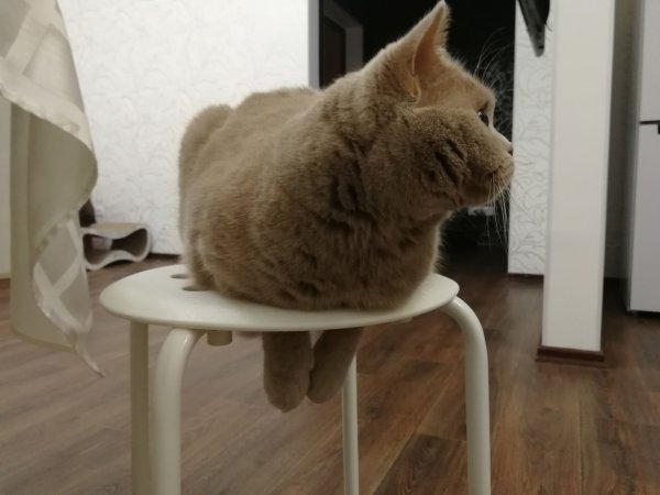 Кот под табуреткой