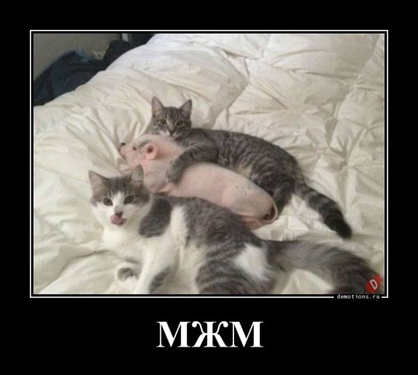Мжм Мем