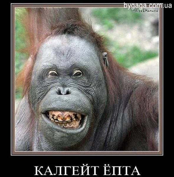 Демотиваторы ржачь