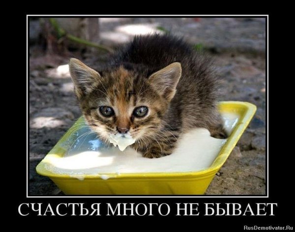 Счастья много не бывает