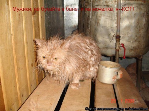 Котик в бане
