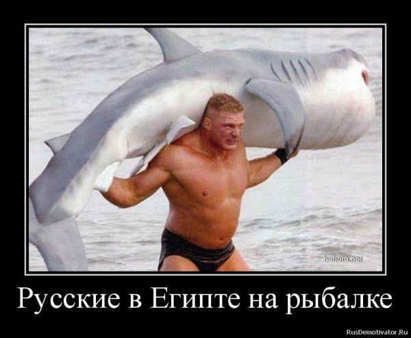 Акула демотиватор