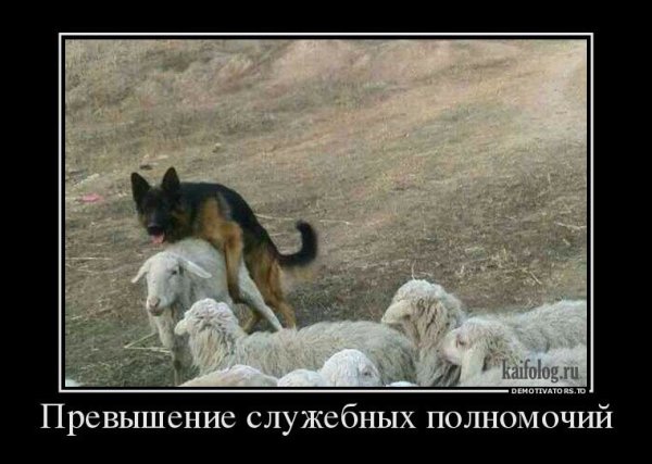 Превышение должностных полномочий собака