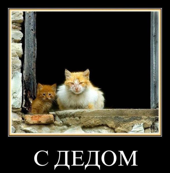 Смешные демотиваторы с котами (47 фото)