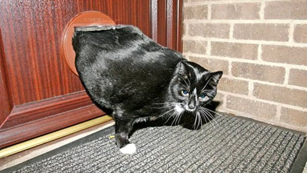 Котики демотиваторы