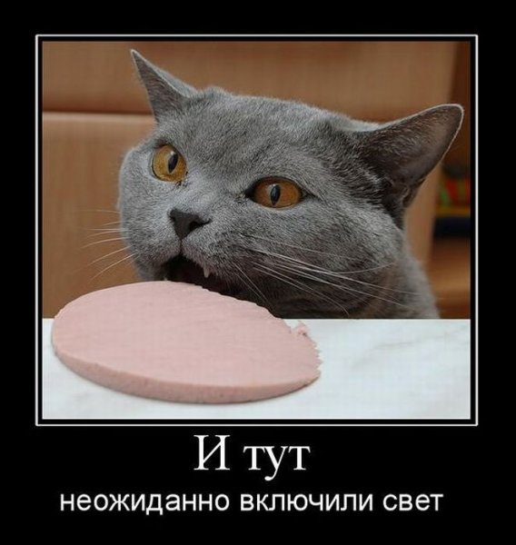 Коты демотиваторы