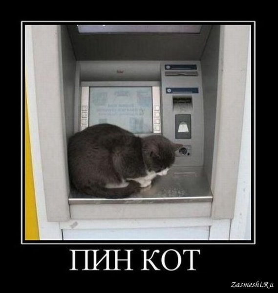 Демотиваторы кошки