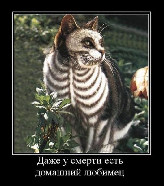 Демотиваторы про котов