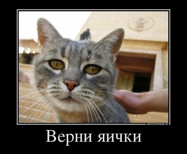Демотиваторы про котов