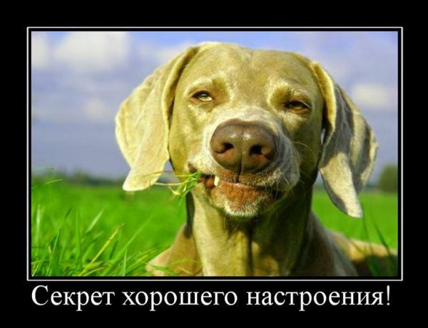 Демотиваторы хорошего настроения