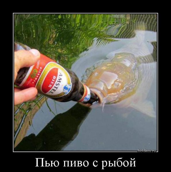 Пиво прикольные