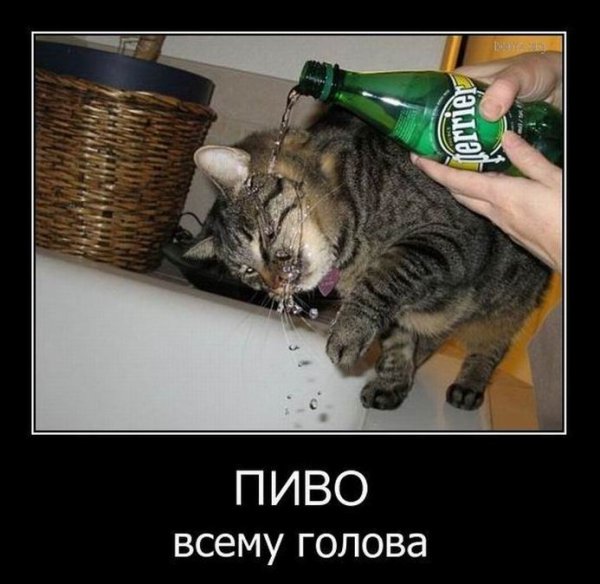 Пиво алкоголь демотиваторы