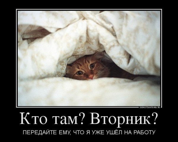 Вторник котики