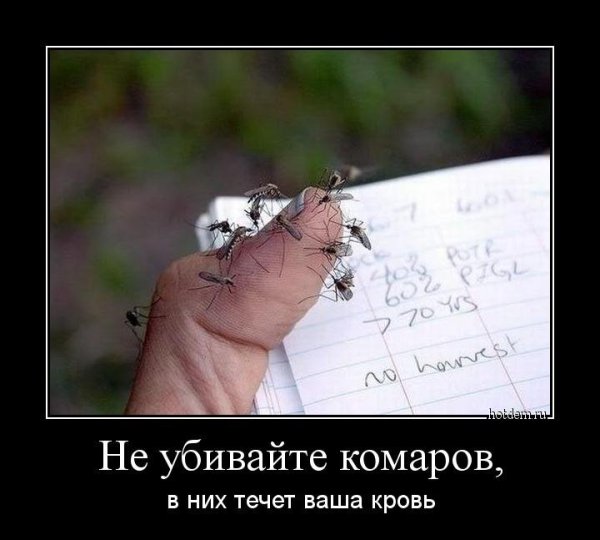 Термин толерантность